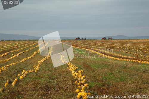 Image of Pumpkin field view