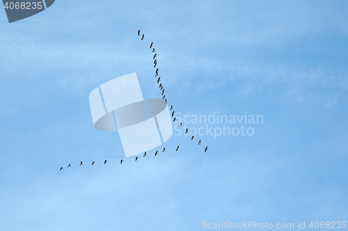 Image of Geese Flying