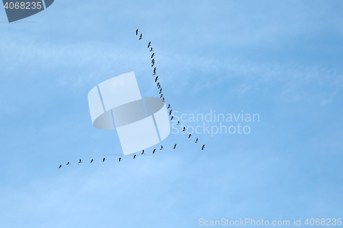 Image of Geese Flying