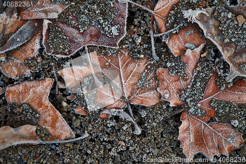 Image of Fallen frosty leaves