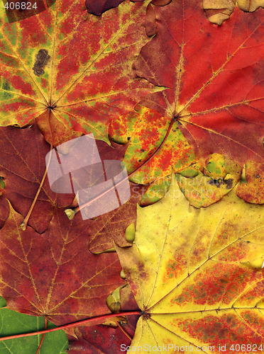 Image of vivid autumnal colors