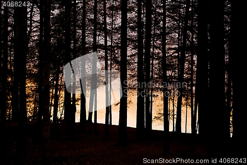 Image of Forest Twilight Background