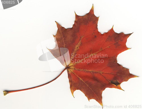 Image of autumnal leaf