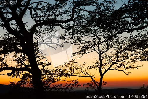 Image of Bare trees silhouettes