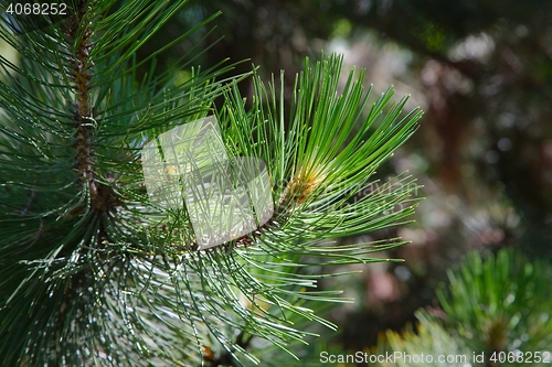 Image of Pine Tree Detail