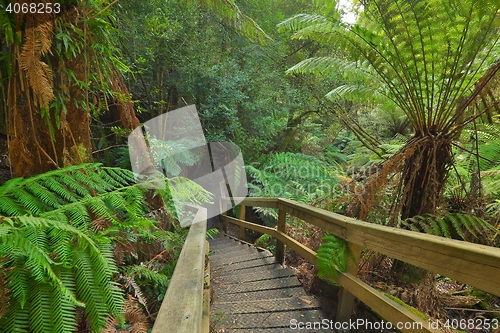 Image of Rain forest path