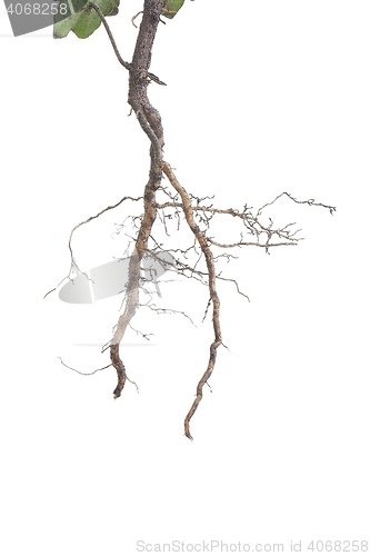 Image of Plant roots closeup