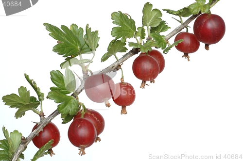 Image of Gooseberry