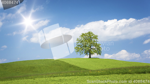 Image of lonely tree on a hill