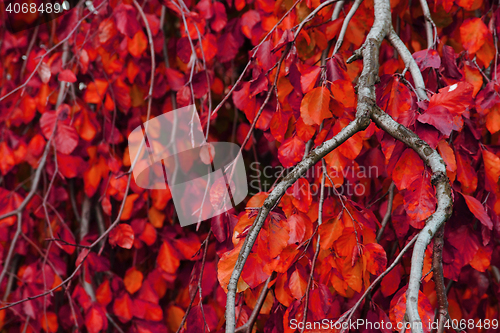Image of autumn leaves natural background