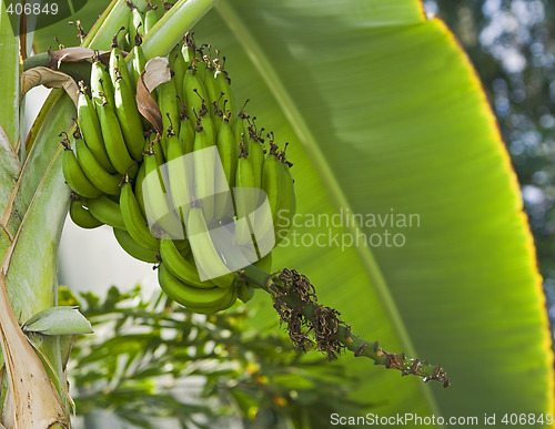 Image of Banana tree