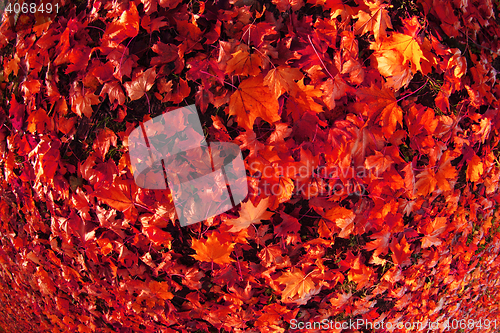 Image of autumn color leaves 