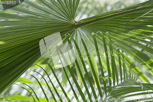 Image of Abstract palm