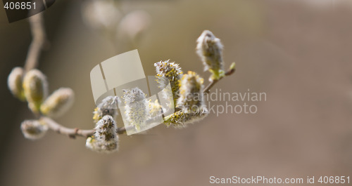 Image of Catkins