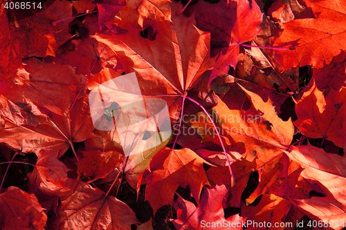 Image of autumn color leaves 