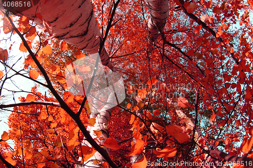 Image of autumn tree background