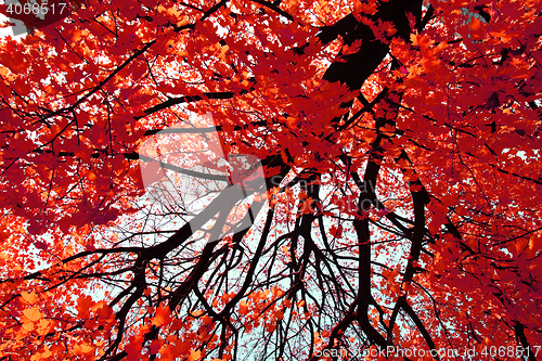 Image of autumn color leaves 