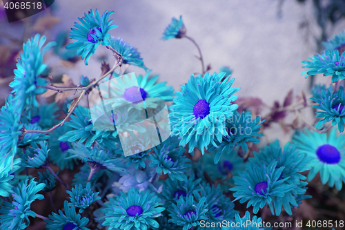 Image of blue  flowers background