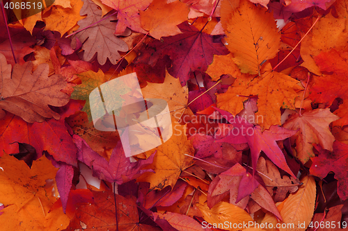 Image of autumn leaves natural background