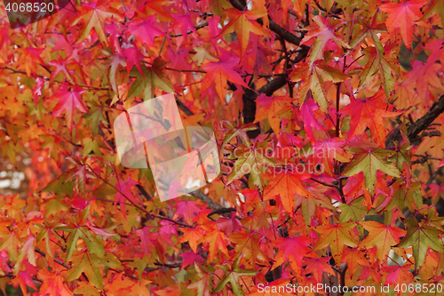 Image of autumn leaves natural background