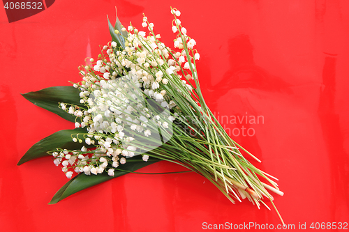 Image of lily of valley