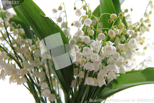 Image of lily of valley background