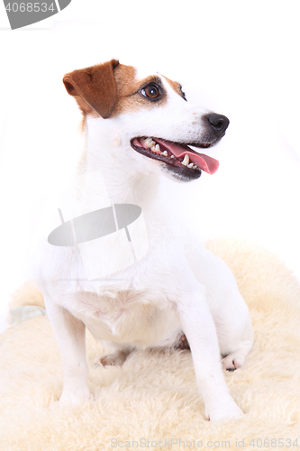 Image of jack russel dog