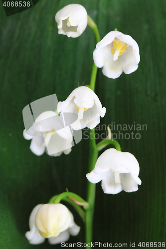 Image of lily of valley background