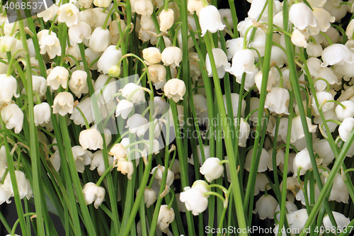 Image of lily of valley background