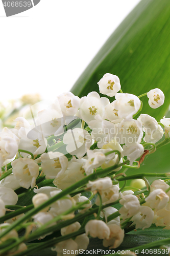 Image of lily of valley background