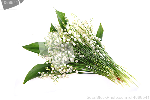 Image of lily of valley