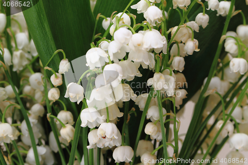 Image of lily of valley background