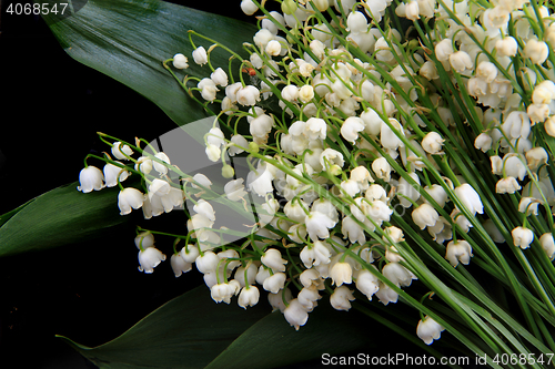 Image of lily of valley background