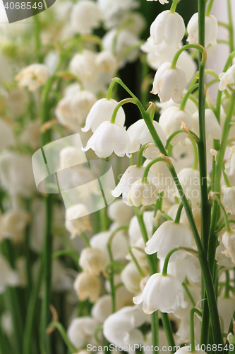 Image of lily of valley background