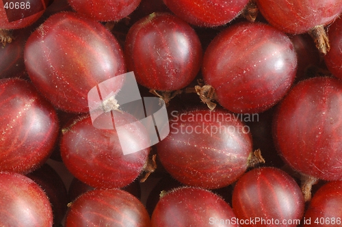 Image of Gooseberry