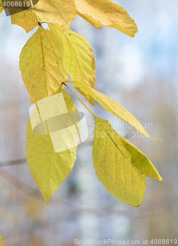 Image of dry leaves