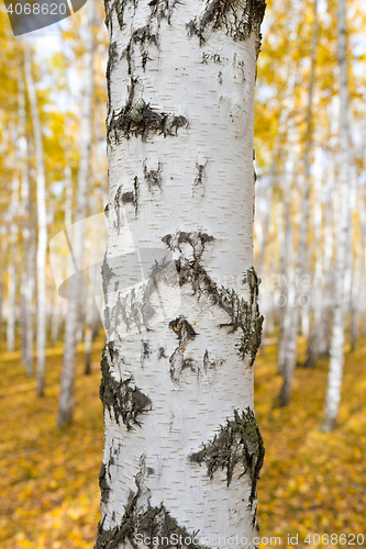 Image of birch tree