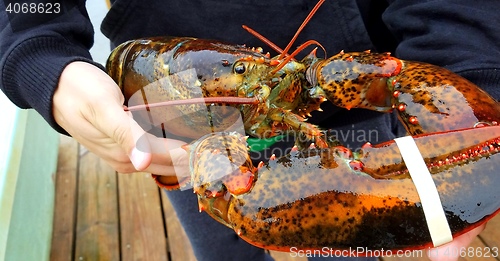 Image of Maine lobster.