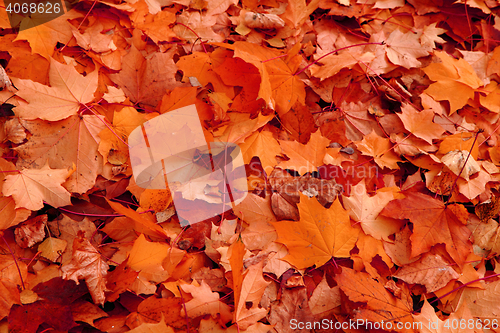 Image of red autumnal leaves