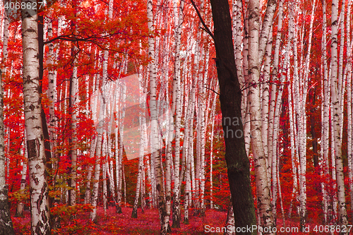 Image of red autumn forest 