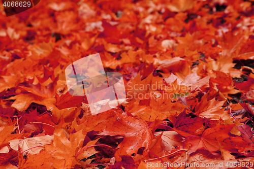 Image of autumn leaves natural background