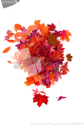 Image of autumn leaves isolated 