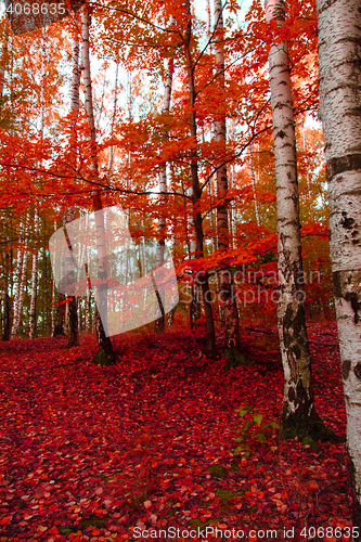 Image of red autumn forest 