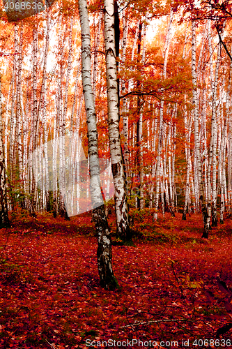 Image of red autumn forest 