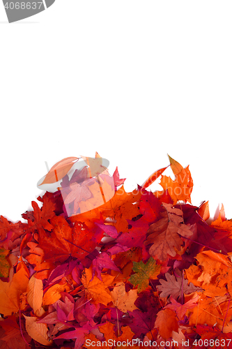 Image of autumn leaves isolated 