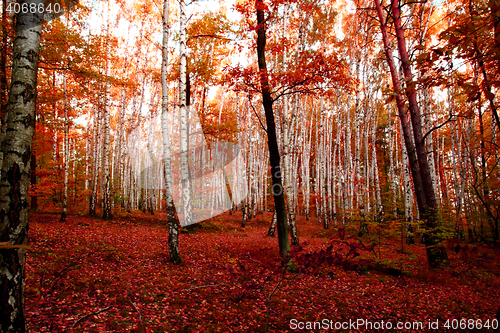 Image of red autumn forest 