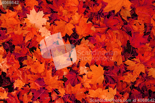 Image of autumn leaves natural background