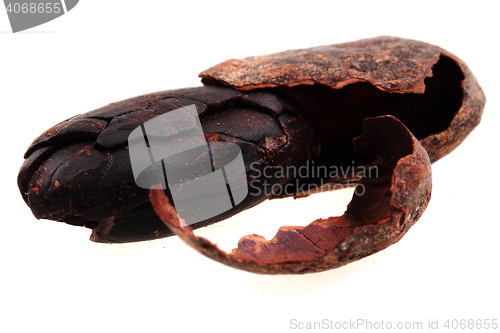 Image of detail of cocoa bean 