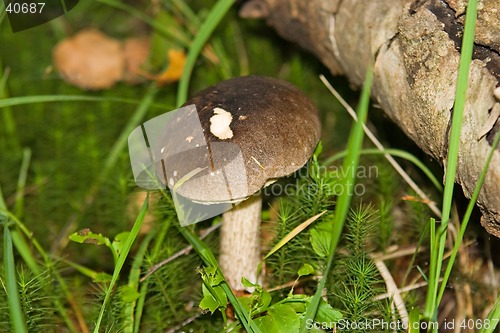 Image of Mushroom