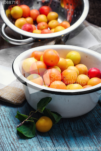 Image of autumn cherry plum